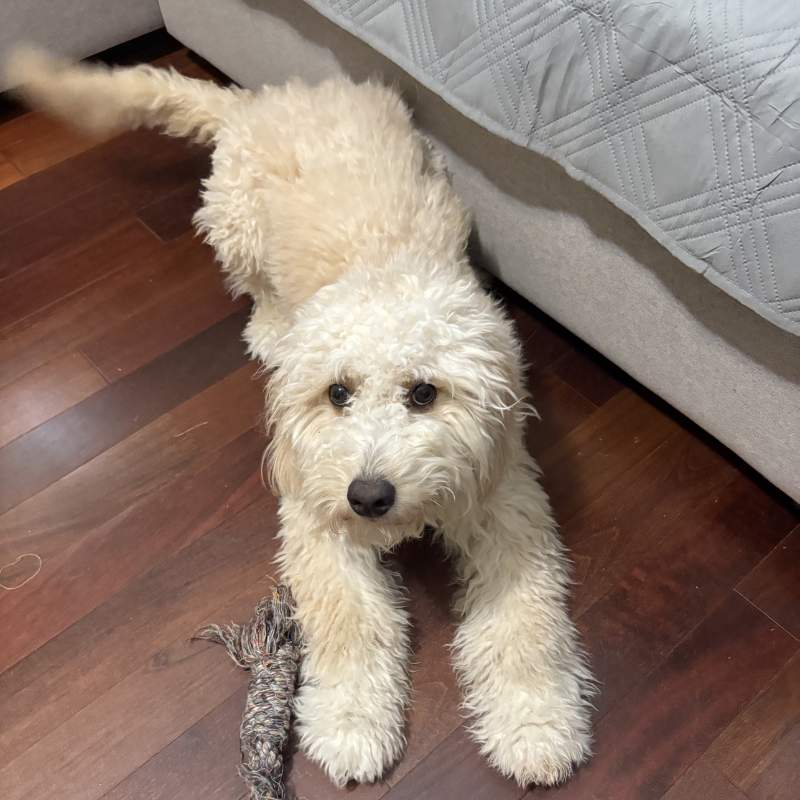 Fresa the dog